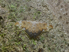 Strepsigonia placida