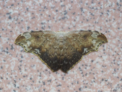 Strepsigonia placida