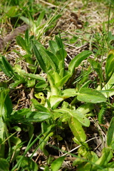 Ononis spinosa spinosa