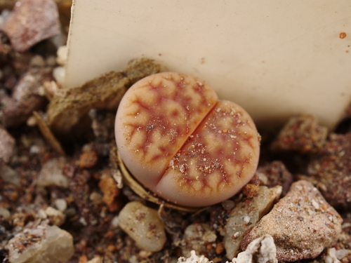 Lithops villetii subs. deboeri (Schwantes) D.T.Cole