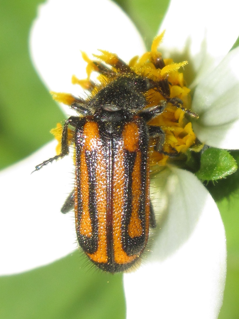 Astylus indentatus