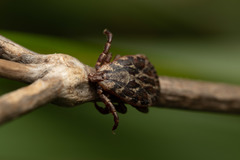 Dermacentor marginatus