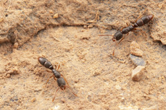 Ponera pennsylvanica