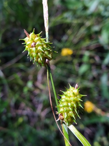 Image of Golden Sedge (Carex lutea) by (c) Scott Ward, some rights reserved (CC BY)