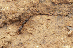 Ponera pennsylvanica