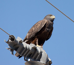 Buteo regalis