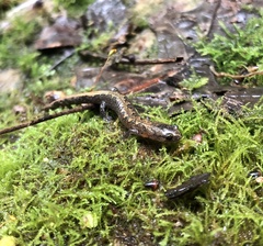 Plethodon dorsalis