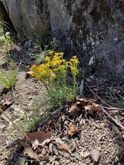 Packera antennariifolia