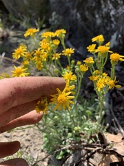 Packera antennariifolia