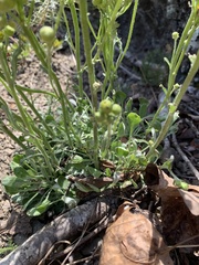 Packera antennariifolia