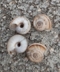 Xerolenta obvia