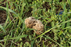Buccinidae