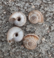 Xerolenta obvia