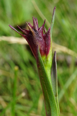 Dianthus pontederae