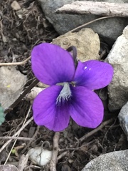 Viola hirsutula