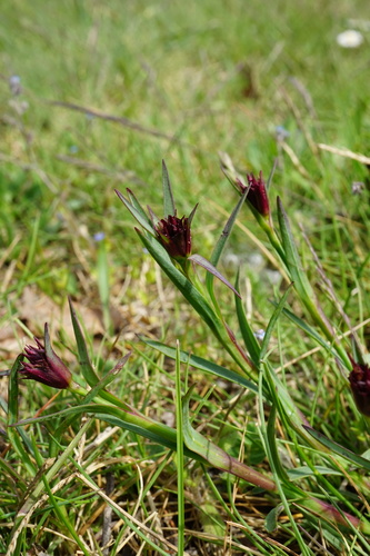 Image of Dianthus giganteiformis by (c) Patrick Hacker, some rights reserved (CC BY)