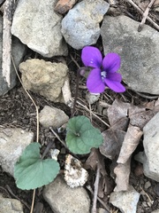Viola hirsutula