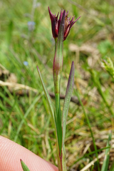 Dianthus pontederae
