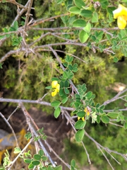 Colutea brevialata