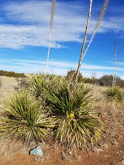Dasylirion leiophyllum