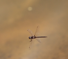 Epitheca petechialis