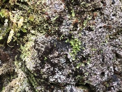 Fuscopannaria praetermissa