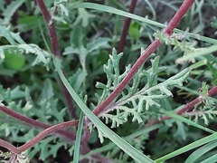 Jacobaea schischkiniana