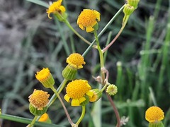 Jacobaea schischkiniana