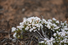 Eriogonum fastigiatum