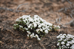 Eriogonum fastigiatum