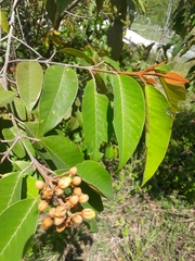Vismia baccifera