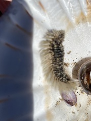 Acanthochitona