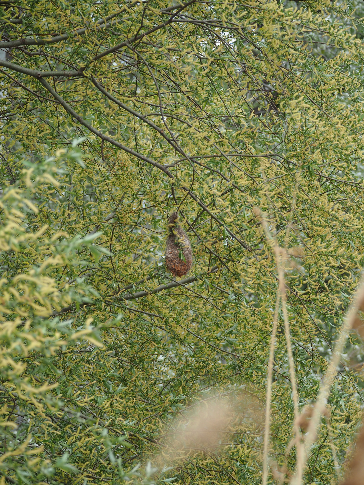 Eurasian Penduline Tit
