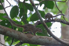 Heliosciurus gambianus