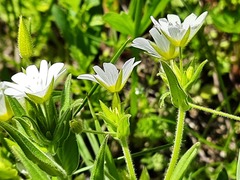 Cerastium nemorale