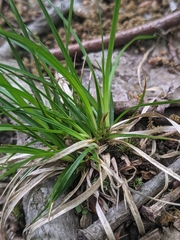 Carex tonsa