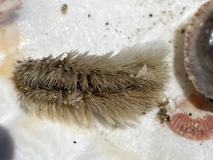 Acanthochitona