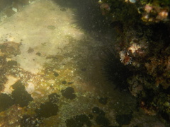 Echinometra vanbrunti