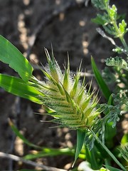 Eremopyrum orientale
