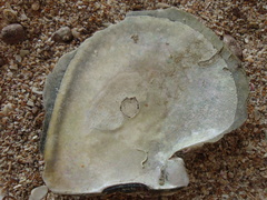 Pinctada mazatlanica