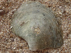 Pinctada mazatlanica