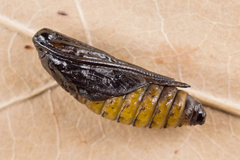 Zygaena lonicerae