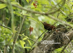 Blythipicus pyrrhotis