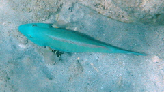 Sparisoma chrysopterum