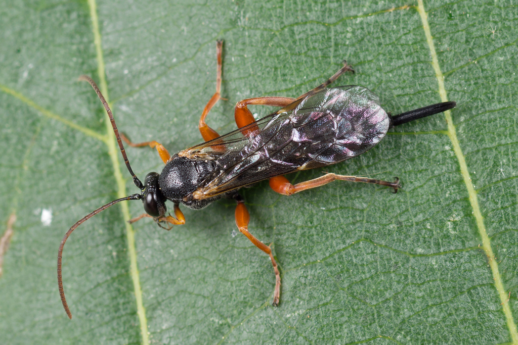 Itoplectis viduata