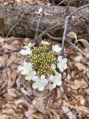 Viburnum lantanoides