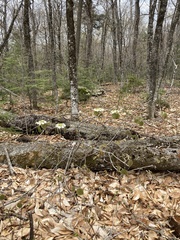 Viburnum lantanoides