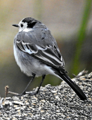 Motacilla alba