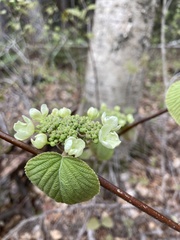 Viburnum lantanoides