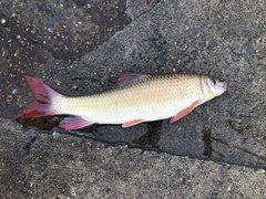Moxostoma macrolepidotum